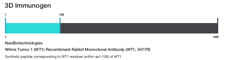 Wilms Tumor 1 (WT1) Recombinant Rabbit Monoclonal Antibody (WT1, 3477R)