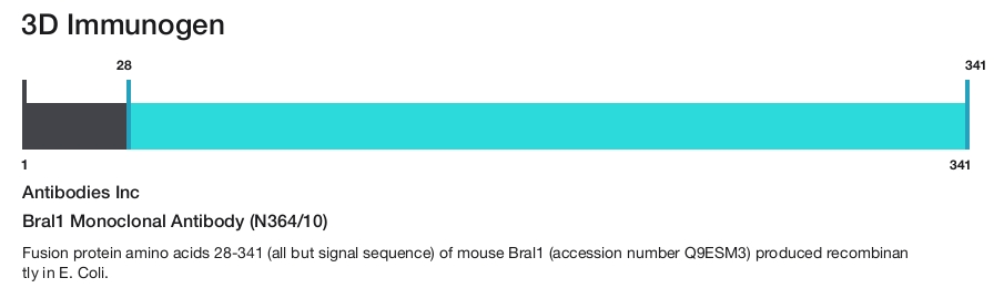 Bral1 Monoclonal Antibody (N364/10)