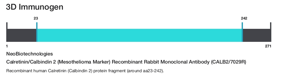 Calretinin/Calbindin 2 (Mesothelioma Marker) Recombinant Rabbit Monoclonal Antibody (CALB2/7029R)