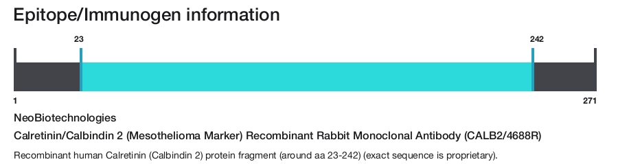 Calretinin/Calbindin 2 (Mesothelioma Marker) Recombinant Rabbit Monoclonal Antibody (CALB2/4688R)