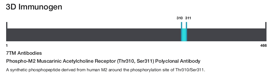 Phospho-M2 Muscarinic Acetylcholine Receptor (Thr310, Ser311) Polyclonal Antibody