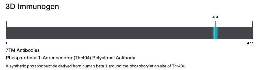 Phospho-beta-1-Adrenoceptor (Thr404) Polyclonal Antibody