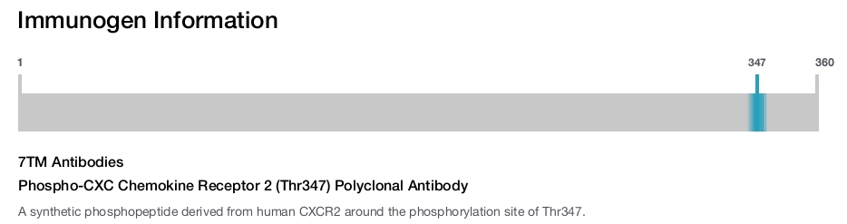 Phospho-CXC Chemokine Receptor 2 (Thr347) Polyclonal Antibody