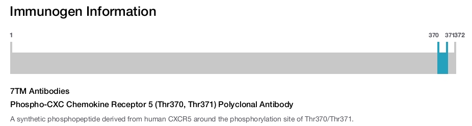 Phospho-CXC Chemokine Receptor 5 (Thr370, Thr371) Polyclonal Antibody