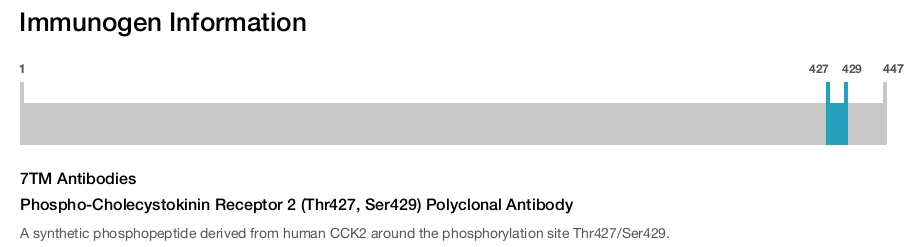 Phospho-Cholecystokinin Receptor 2 (Thr427, Ser429) Polyclonal Antibody