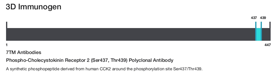 Phospho-Cholecystokinin Receptor 2 (Ser437, Thr439) Polyclonal Antibody