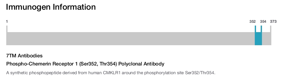 Phospho-Chemerin Receptor 1 (Ser352, Thr354) Polyclonal Antibody