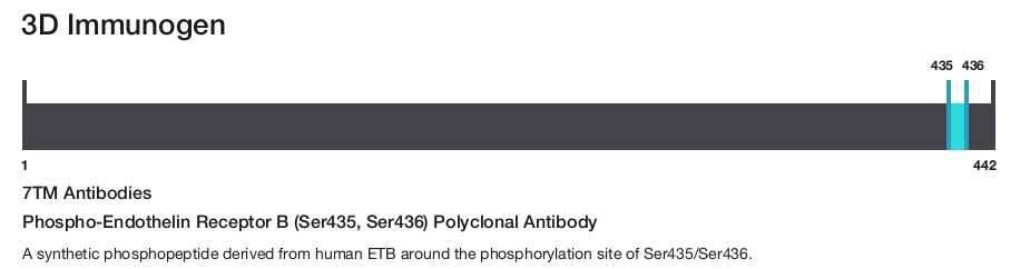 Phospho-Endothelin Receptor B (Ser435, Ser436) Polyclonal Antibody
