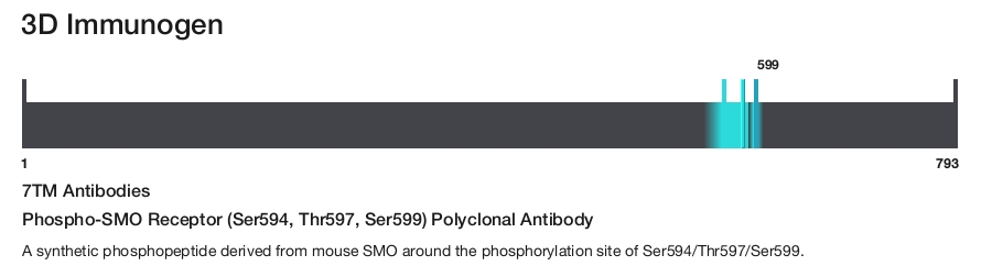 Phospho-SMO Receptor (Ser594, Thr597, Ser599) Polyclonal Antibody