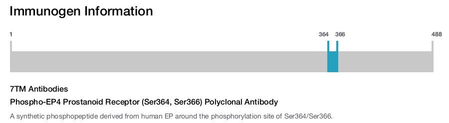 Phospho-EP4 Prostanoid Receptor (Ser364, Ser366) Polyclonal Antibody