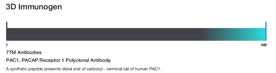 PAC1, PACAP Receptor 1 Polyclonal Antibody