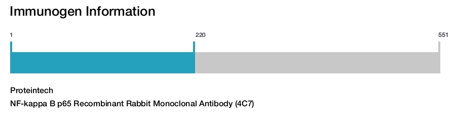 NF-kappa B p65 Recombinant Rabbit Monoclonal Antibody (4C7)