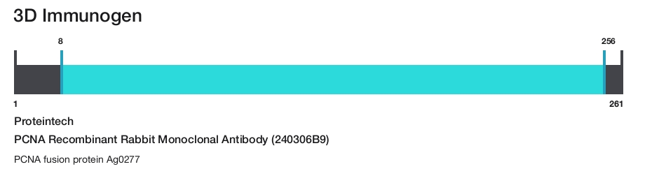 PCNA Recombinant Rabbit Monoclonal Antibody (240306B9)