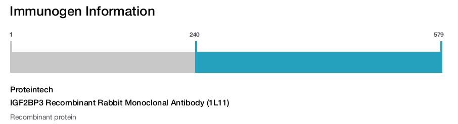 IGF2BP3 Recombinant Rabbit Monoclonal Antibody (1L11)