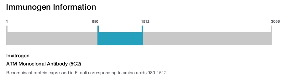 ATM Monoclonal Antibody (5C2)