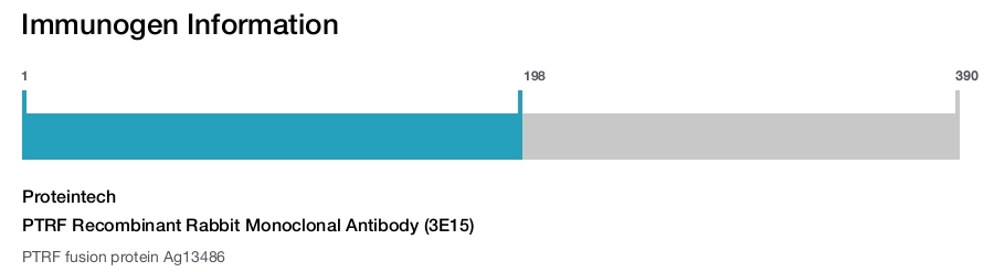 PTRF Recombinant Rabbit Monoclonal Antibody (3E15)