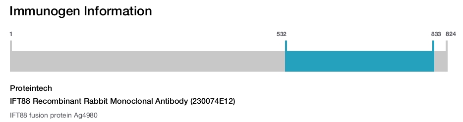 IFT88 Recombinant Rabbit Monoclonal Antibody (230074E12)