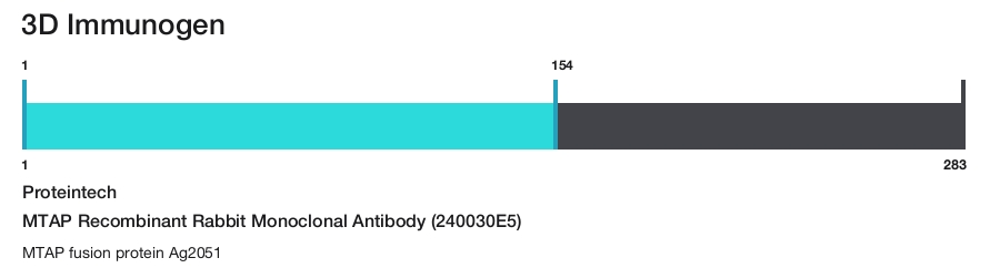 MTAP Recombinant Rabbit Monoclonal Antibody (240030E5)