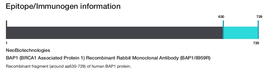 BAP1 (BRCA1 Associated Protein 1) Recombinant Rabbit Monoclonal Antibody (BAP1/8959R)
