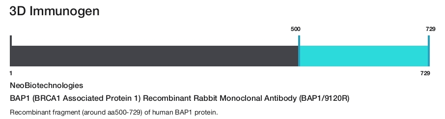 BAP1 (BRCA1 Associated Protein 1) Recombinant Rabbit Monoclonal Antibody (BAP1/9120R)