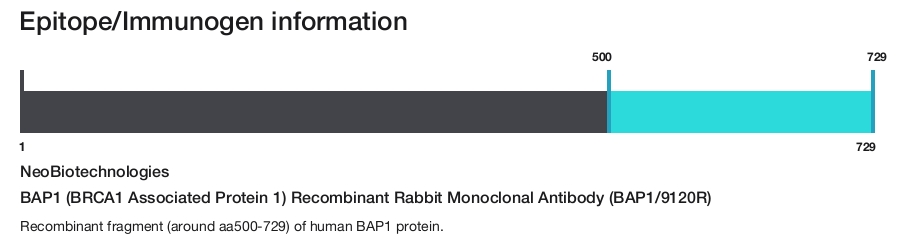 BAP1 (BRCA1 Associated Protein 1) Recombinant Rabbit Monoclonal Antibody (BAP1/9120R)