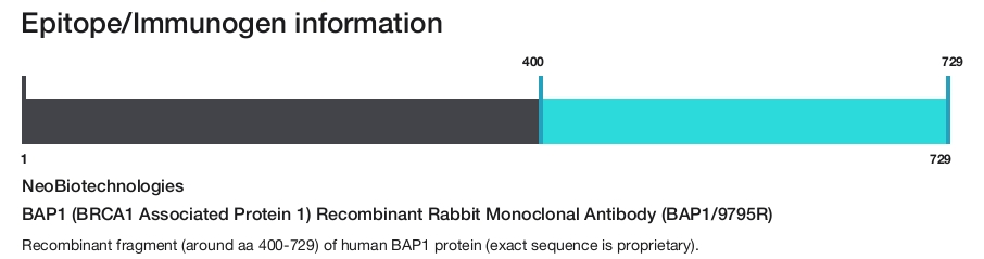 BAP1 (BRCA1 Associated Protein 1) Recombinant Rabbit Monoclonal Antibody (BAP1/9795R)