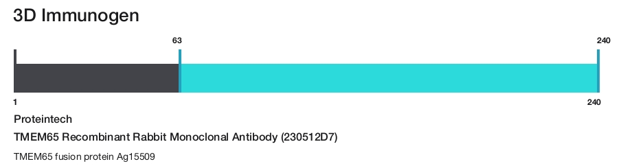 TMEM65 Recombinant Rabbit Monoclonal Antibody (230512D7)