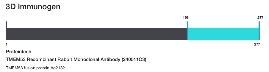 TMEM53 Recombinant Rabbit Monoclonal Antibody (240511C3)