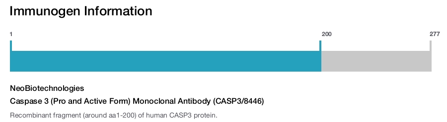 Caspase 3 (Pro and Active Form) Monoclonal Antibody (CASP3/8446)