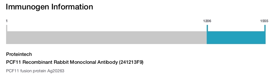 PCF11 Recombinant Rabbit Monoclonal Antibody (241213F9)