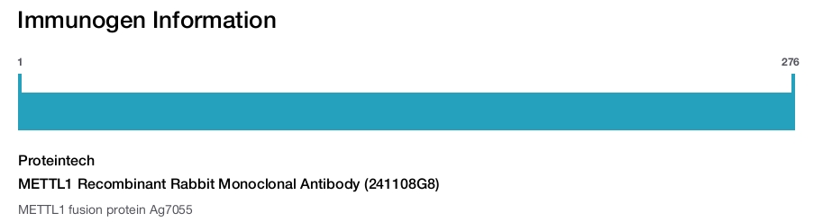 METTL1 Recombinant Rabbit Monoclonal Antibody (241108G8)