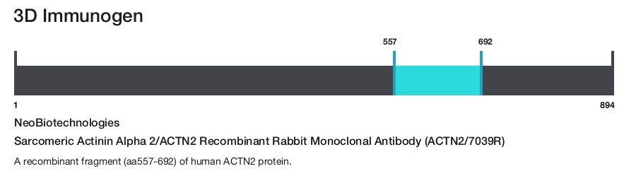 Sarcomeric Actinin Alpha 2/ACTN2 Recombinant Rabbit Monoclonal Antibody (ACTN2/7039R)