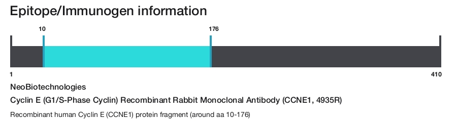 Cyclin E (G1/S-Phase Cyclin) Recombinant Rabbit Monoclonal Antibody (CCNE1, 4935R)