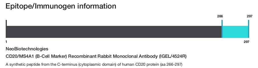 CD20/MS4A1 (B-Cell Marker) Recombinant Rabbit Monoclonal Antibody (IGEL/4524R)