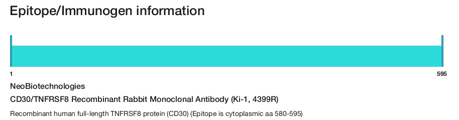 CD30/TNFRSF8 Recombinant Rabbit Monoclonal Antibody (Ki-1, 4399R)