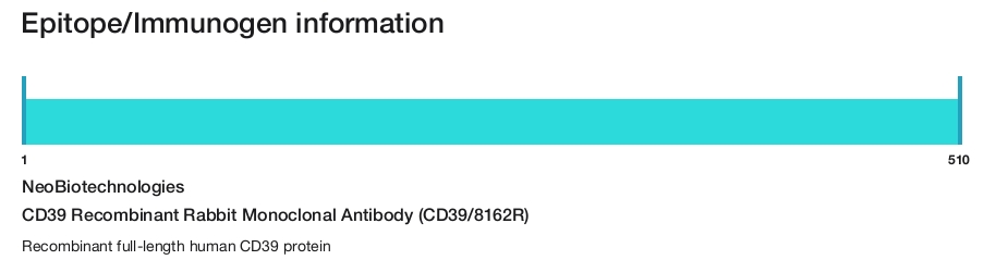 CD39 Recombinant Rabbit Monoclonal Antibody (CD39/8162R)