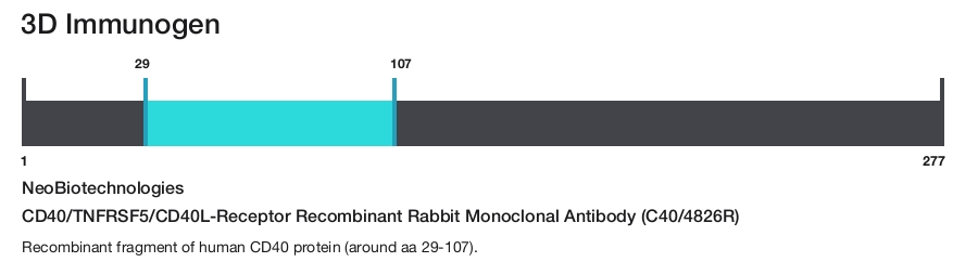 CD40/TNFRSF5/CD40L-Receptor Recombinant Rabbit Monoclonal Antibody (C40/4826R)