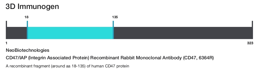 CD47/IAP (Integrin Associated Protein) Recombinant Rabbit Monoclonal Antibody (CD47, 6364R)
