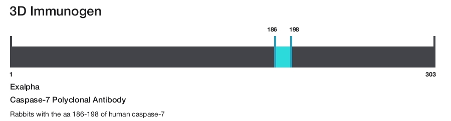 Caspase-7 Polyclonal Antibody