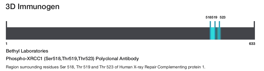 Phospho-XRCC1 (Ser518,Thr519,Thr523) Polyclonal Antibody
