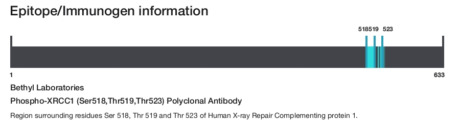 Phospho-XRCC1 (Ser518,Thr519,Thr523) Polyclonal Antibody