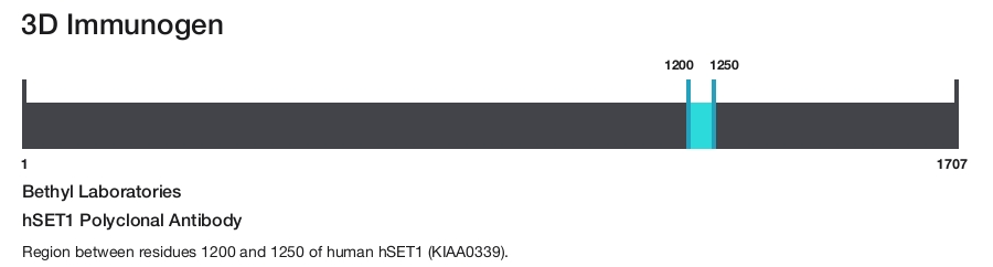 hSET1 Polyclonal Antibody