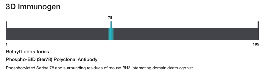 Phospho-BID (Ser78) Polyclonal Antibody