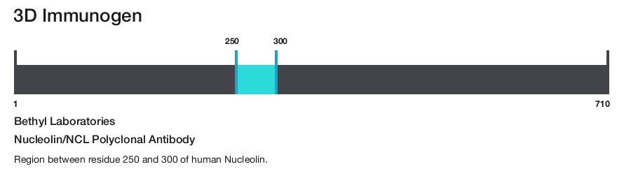 Nucleolin/NCL Polyclonal Antibody