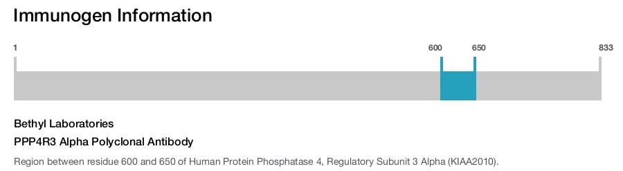 PPP4R3 Alpha Polyclonal Antibody