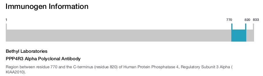 PPP4R3 Alpha Polyclonal Antibody