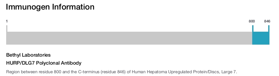 HURP/DLG7 Polyclonal Antibody