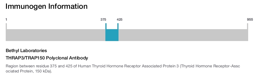 THRAP3/TRAP150 Polyclonal Antibody