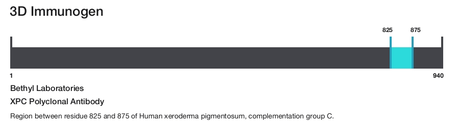 XPC Polyclonal Antibody
