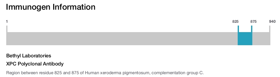 XPC Polyclonal Antibody